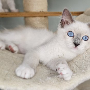 chaton Ragdoll blue point mitted Yasmine Chatterie d'Axellyne