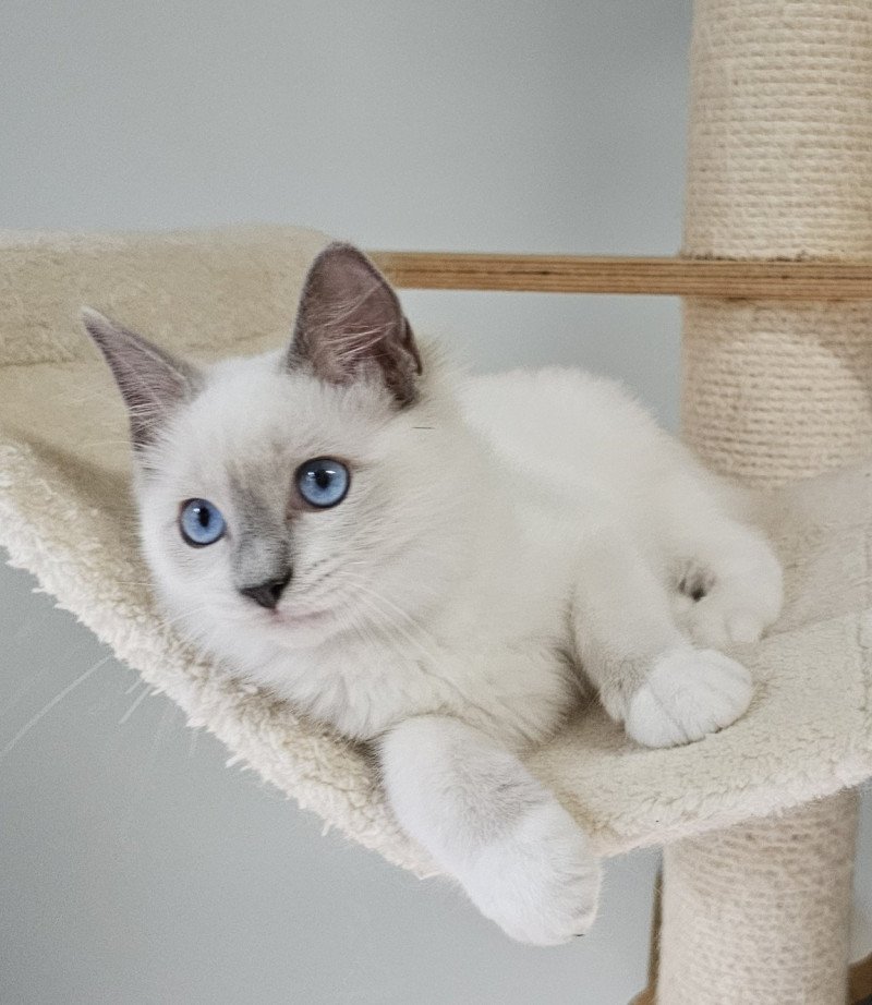 Yasmine Femelle Ragdoll