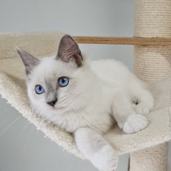 chaton Ragdoll blue point mitted Yasmine Chatterie d'Axellyne