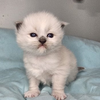 chaton Ragdoll blue point mitted Yasmine Chatterie d'Axellyne