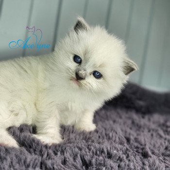 chaton Ragdoll blue point mitted Yasmine Chatterie d'Axellyne