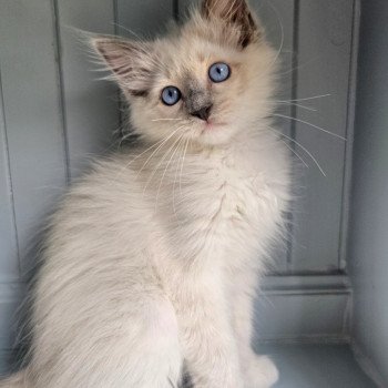 chaton Ragdoll blue point mitted Yasmine Chatterie d'Axellyne