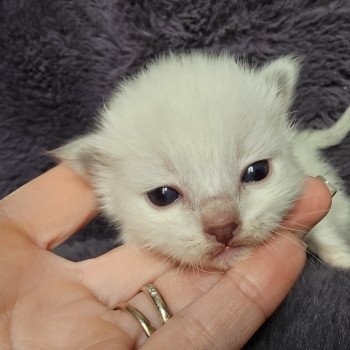 chaton Ragdoll blue tabby mitted z5 Chatterie d'Axellyne