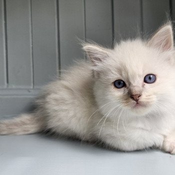 chaton Ragdoll blue tabby mitted Yuna💜 Chatterie d'Axellyne