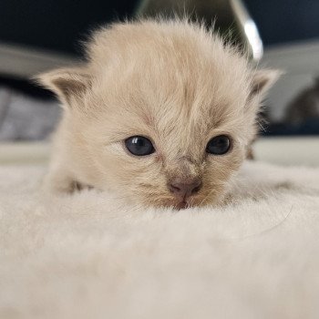 chaton Ragdoll blue mink Vert fluo Chatterie d'Axellyne