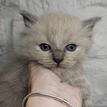 chaton Ragdoll blue mink Vert fluo Chatterie d'Axellyne