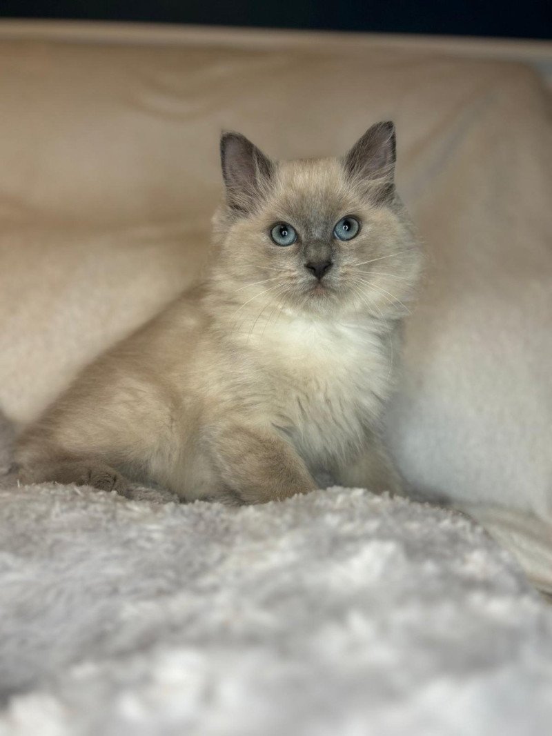 Wyllow Mâle Ragdoll