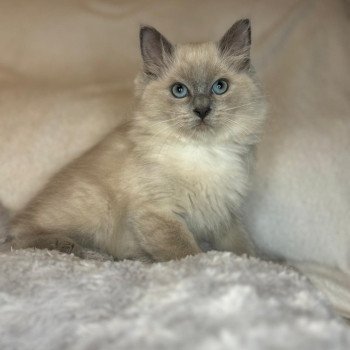 chaton Ragdoll blue mink Wyllow Chatterie d'Axellyne